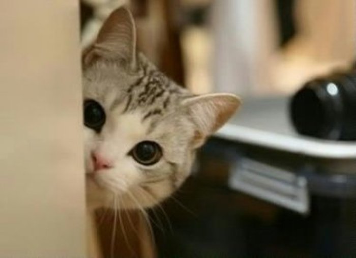 tk是什么意思 tk是什么意思