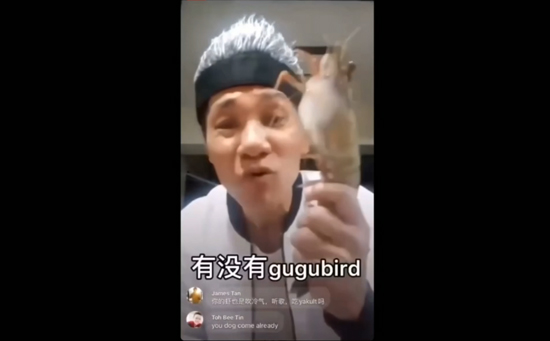 gugubird gugubird