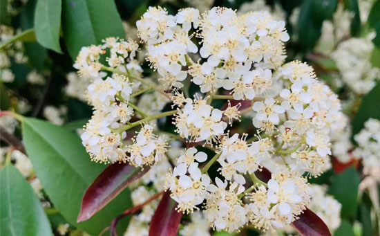 石楠花的味道 石楠花的味道