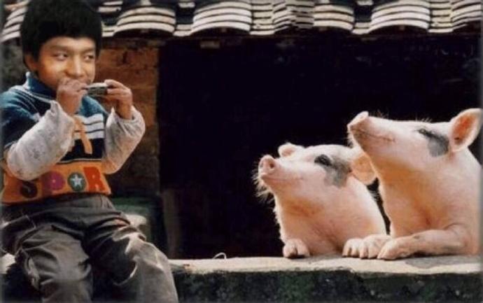 小猪配7——7酱pick猪妹 小猪配7——7酱pick猪妹