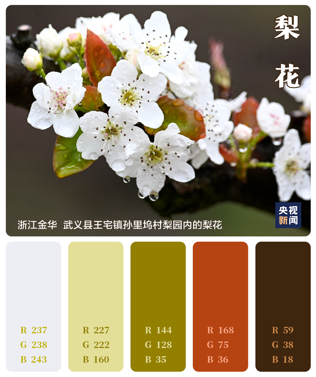 色卡里的春天 色卡里的春天