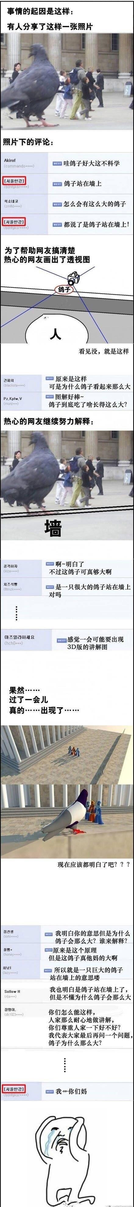 鸽子为什么这么大是什么意思