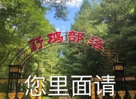 骚鸡是什么意思