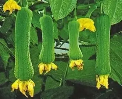 瓜和花是什么意思