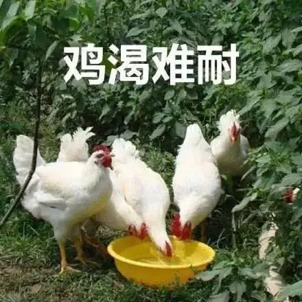 鸡笼是什么意思