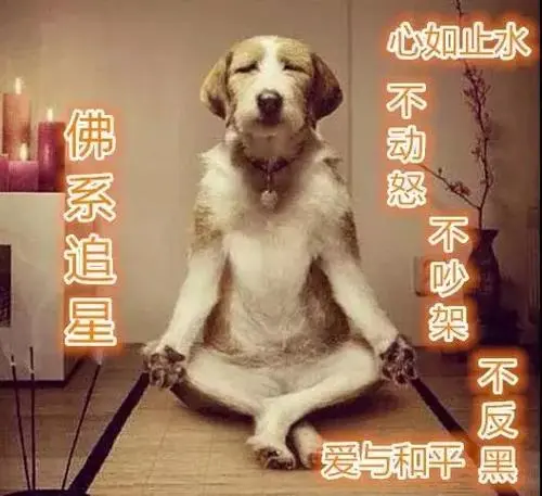 佛系追星是什么意思 佛系追星是什么意思